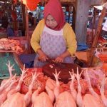 Jual ayam Arab remaja - ayam kampung arab | Shopee Indonesia