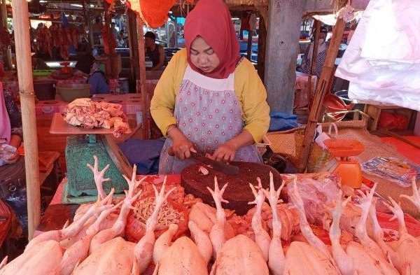 Jual ayam Arab remaja - ayam kampung arab | Shopee Indonesia