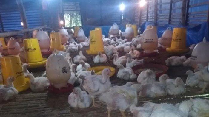 Ternak ayam kampung pemula di Seluma Barat, Seluma