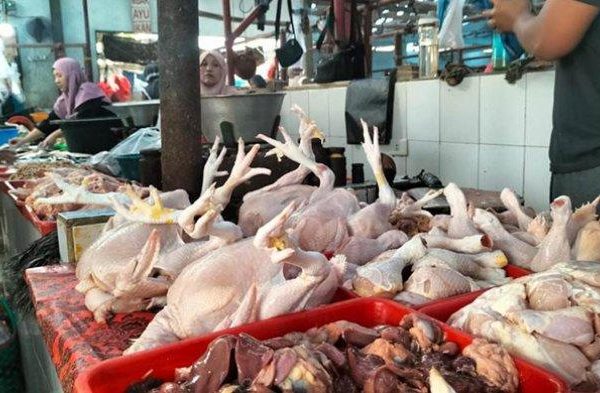 Ayam arab di Rajabasa, Kota Bandar Lampung