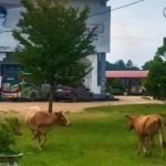 Dampak Gempa M 6,2 Aceh Barat Daya, 3 Rumah Warga di Aceh Selatan Rusak