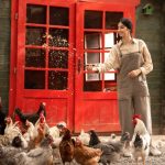 Budidaya ayam petelor di pekarangan rumah