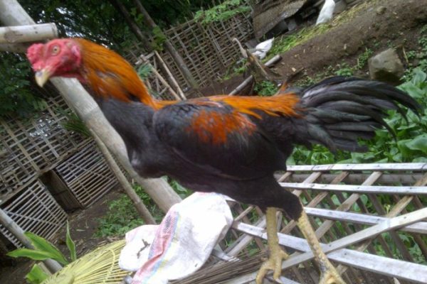️ TERNAK AYAM KAMPUNG. REBAN DATUK DR ZULKIFLI ALBAKRI. ABQARI FARM ...