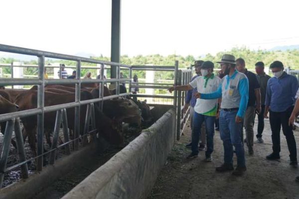 Ternak di Suka Makmur Aceh Besar