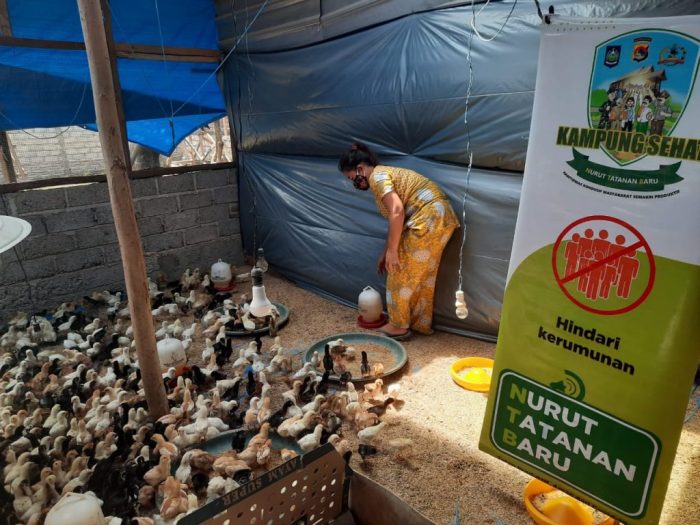 Memanfaatkan lahan pekarangan rumah untuk beternak ayam philipine ... Beternak ayam di pekarangan rumah di Langsa Kota Kota Langsa
