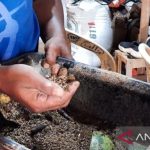 Begini Cara Ternak Maggot untuk pakan ternak - YouTube