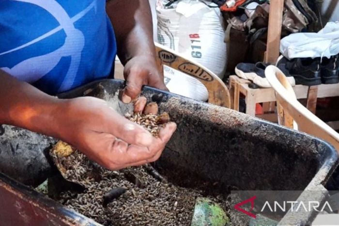 Budidaya maggot cara warga Bengkulu atasi sampah - ANTARA News ... Ternak maggot di Napal Putih, Bengkulu Utara