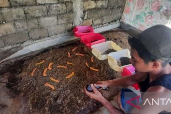 Warga Dharmasraya kembangkan budidaya maggot bernilai ekonomi - ANTARA ...