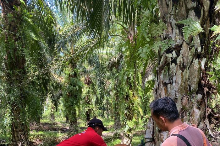 5.150 ternak di Mukomuko telah divaksin PMK - ANTARA News Bengkulu 5.150 ternak di Mukomuko telah divaksin PMK - ANTARA News Bengkulu