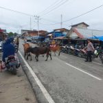 Ternak jangkrik di Kuta Panjang, Gayo Lues