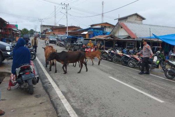 Ternak jangkrik di Kuta Panjang, Gayo Lues