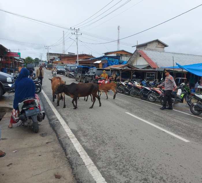 Tips ternak jangkrik Ternak jangkrik di Kuta Panjang, Gayo Lues