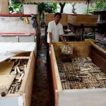 Bisnis Ternak Jangkrik dan Cara Memulainya – KARGOKU.ID