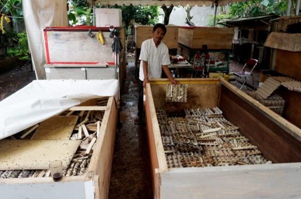 Ternak jangkrik di Muara Tiga, Pidie