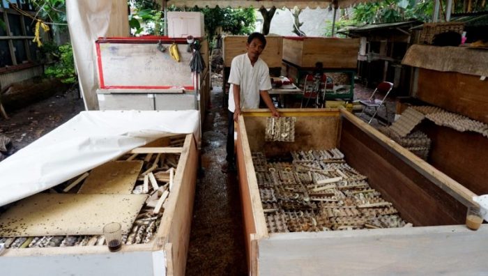 Cara Ternak Jangkrik Sukses Untuk Pemula - duniapeternakan.com Ternak jangkrik di Ranto Peureulak Aceh Timur