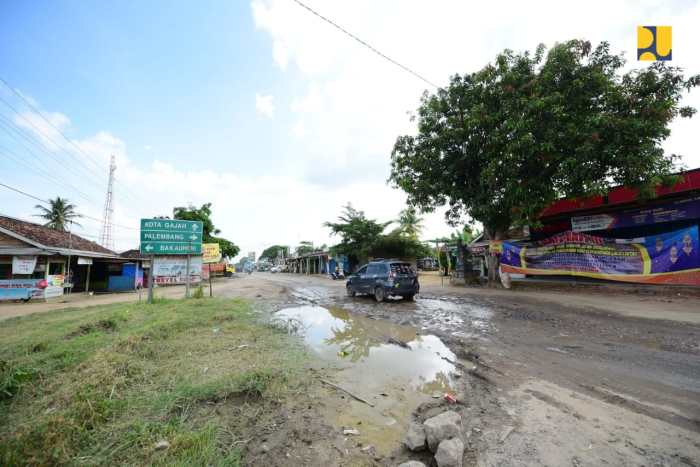 Mengenal Ayam Arab, Ciri-ciri hingga Keunggulannya - PPG Ayam arab di Kota Gajah, Lampung Tengah