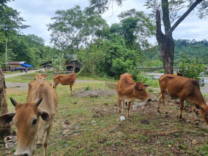 Stok Hewan Kurban di Aceh Tercukupi Capai 79 Ribu Ekor | Waspada Aceh Ternak di Darussalam Aceh Besar