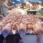 Harga Ayam di Banda Aceh Tetap Stabil Meski Permintaan Meningkat ...