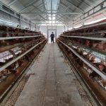 Harga Ayam Potong dan Telur di Banda Aceh “Terbang” Tinggi | Waspada Aceh