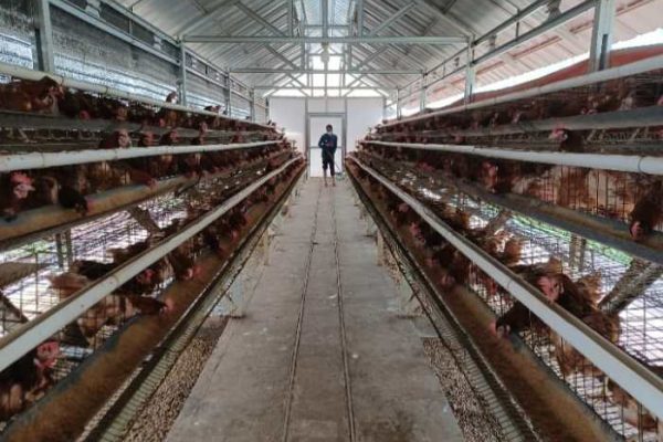 Harga Ayam Potong dan Telur di Banda Aceh “Terbang” Tinggi | Waspada Aceh