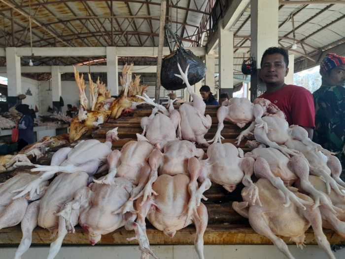 Jelang Idul Adha Harga Ayam di Aceh Barat Naik Rp 70 Ribu Per Ekor Ayam arab di Lhoknga Aceh Besar