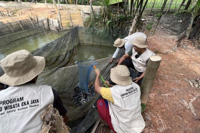 Pertamina mengelola sampah di Kota Jambi jadi maggot pakan ternak ... Ternak maggot di Kota Manna, Bengkulu Selatan