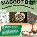 Bangka Selatan kembangkan maggot jadi pakan unggas - ANTARA News Bangka ...