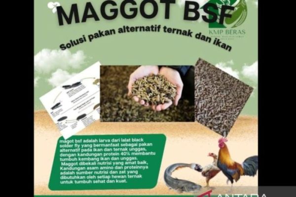 Bangka Selatan kembangkan maggot jadi pakan unggas - ANTARA News Bangka ...