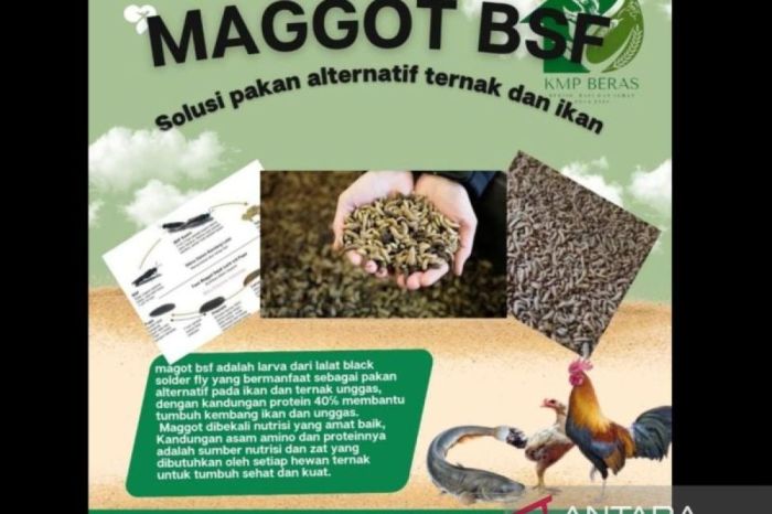 Bangka Selatan kembangkan maggot jadi pakan unggas - ANTARA News Bangka ...