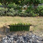 Ternak jangkrik di Kluet Timur, Aceh Selatan