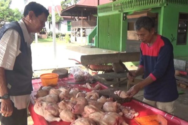 Ternak ayam kampung pemula di Seluma Selatan, Seluma
