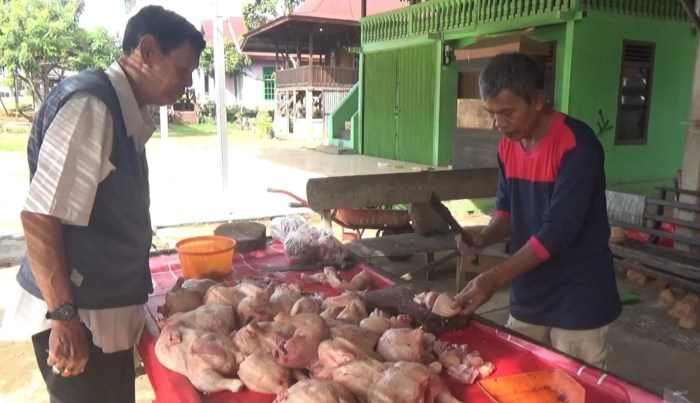 Ternak Ayam Kampung Pemula: Tips Memulainya Ternak ayam kampung pemula di Seluma Selatan, Seluma