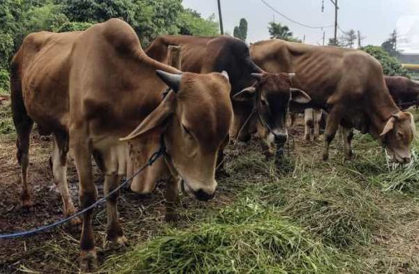 Contoh Hewan Ternak Hias Yang Menguntungkan dan Bagus Diternakan