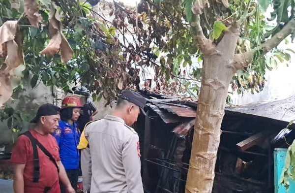 7 Keunggulan Ayam Arab Yang Tak Kalah Dengan Ayam Lain