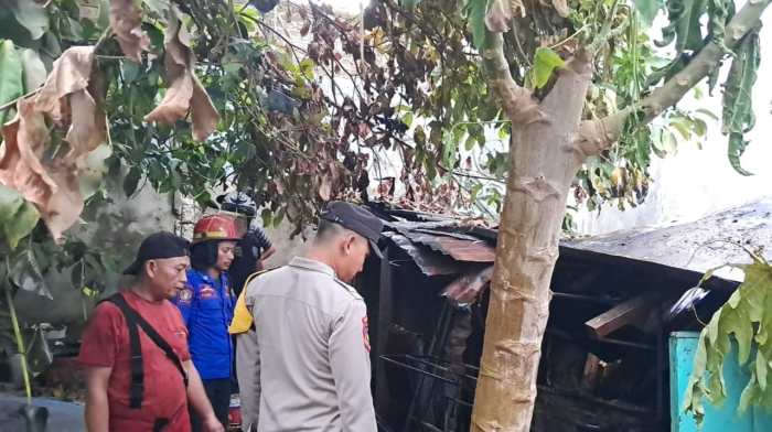 7 Keunggulan Ayam Arab Yang Tak Kalah Dengan Ayam Lain 7 Keunggulan Ayam Arab Yang Tak Kalah Dengan Ayam Lain