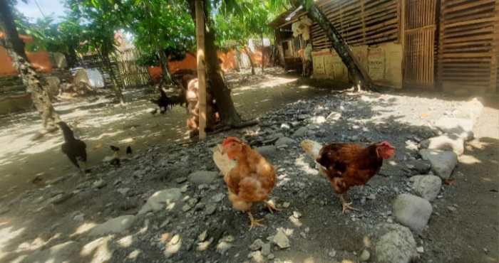 Usaha ternak ayam di samping rumah#ternak ayam kampung - YouTube Usaha ternak ayam di samping rumah#ternak ayam kampung - YouTube