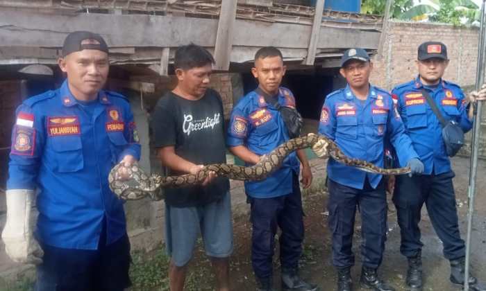 ️ TERNAK AYAM ARAB || KOS BIAYA, HASIL DAN CARA PENJAGAAN DI TEPI RUMAH ... Ayam arab di Kota Agung Timur, Tanggamus