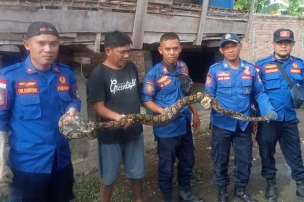 Ayam arab di Kota Agung, Tanggamus