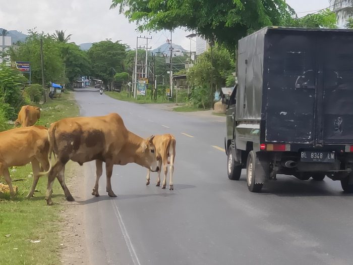 Ternak Sapi Berkeliaran di Jalan Raya Kawasan Lhoknga Ganggu Pengendara ... Ternak di Lhoknga Aceh Besar