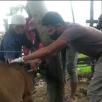 Ternak jangkrik di Meureudu, Pidie Jaya