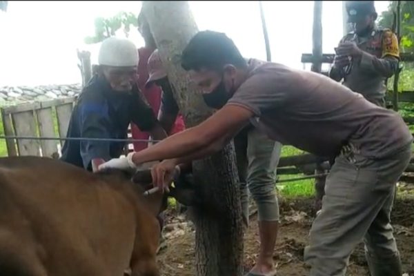 Ternak jangkrik di Meureudu, Pidie Jaya