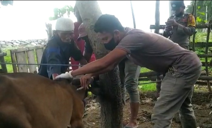 Geliat Usaha Ternak Jangkrik di Klungkung! Peternak Kesulitan Penuhi ... Ternak jangkrik di Meureudu, Pidie Jaya