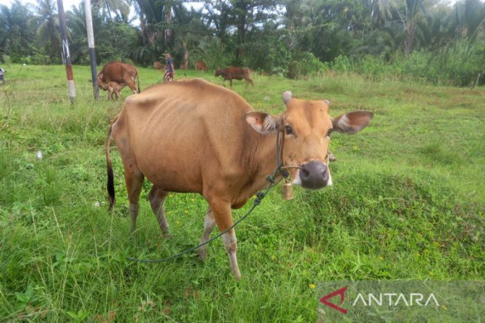 31.317 hewan ternak di Bengkulu divaksin PMK - ANTARA News Bengkulu Ternak maggot di Merigi Kelindang, Bengkulu Tengah