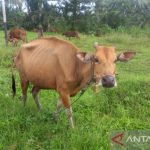 Cara Sukses Budidaya Maggot BSF Dari Telur Hingga Siap Panen - YouTube