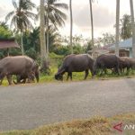 Mukomuko perlu bangun kawasan ternak dan UPPO Biogas - RADAR SERPONG