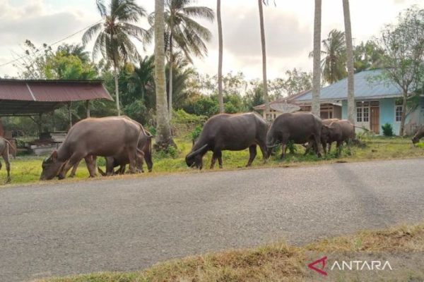 Mukomuko perlu bangun kawasan ternak dan UPPO Biogas - RADAR SERPONG