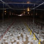 Kebutuhan dan Kualitas Air Pada Proses Budidaya Ayam | Poultry Indonesia