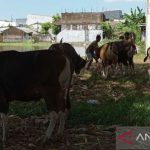 Pemkot Makassar kerahkan 100 tim periksa hewan ternak jelang Idul Adha ...