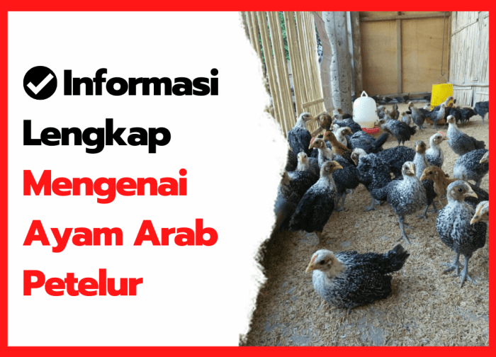 Membuat Kandang Ayam Arab Menggunakan Sistem Baterai (Part 3) HOBI TERNAK Membuat Kandang Ayam Arab Menggunakan Sistem Baterai (Part 3) HOBI TERNAK