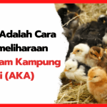 Beternak ayam di pekarangan rumah di Syiah Kuala Kota Banda Aceh